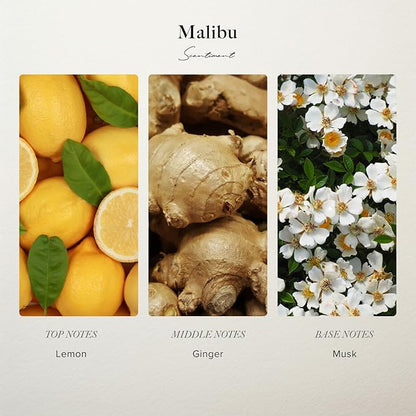 Scentiment Diffuser Oil- Malibu | Aromatherapy Home Fragrance | Inspired by Nobu® Hotel | Luxurious Scent with Notes of Lemon, Ginger, Musk (20 mL)