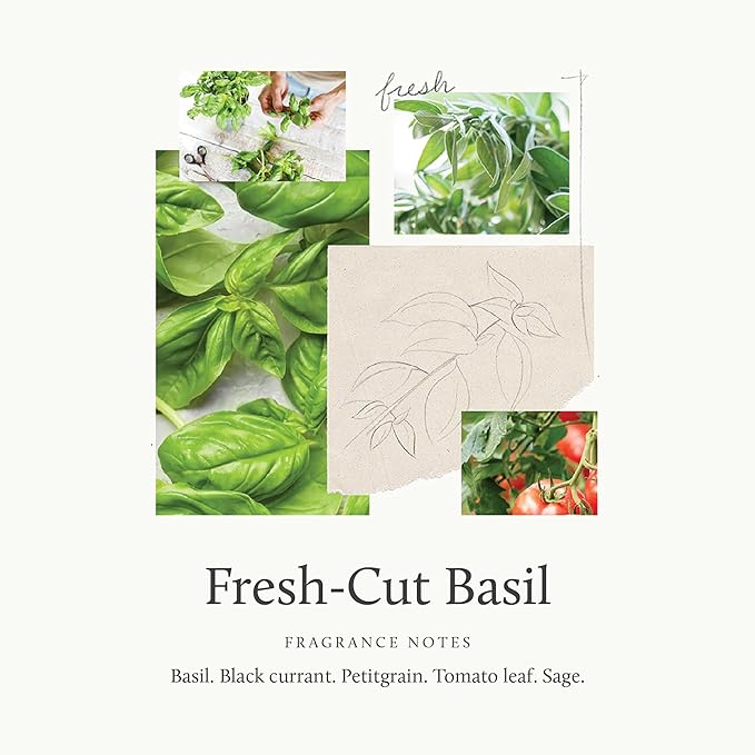 Thymes Reed Diffuser Oil - Fresh-Cut Basil - 7.75 Fl Oz