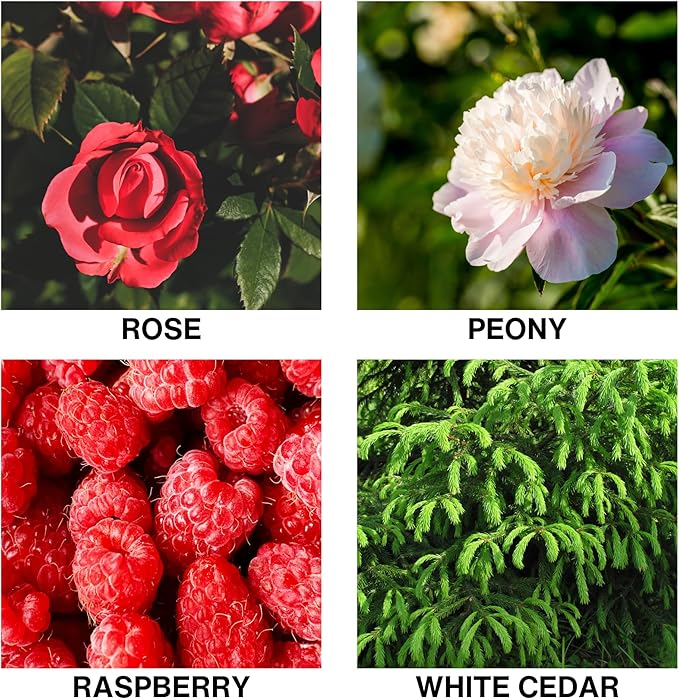 Room Scent Diffuser with Reed Diffuser Oil – Rose, Peony, Raspberry, and White Cedar – Long-Lasting Alcohol-Free Aromatherapy for Home, Bathroom, Bedroom & Living Room – 150ml