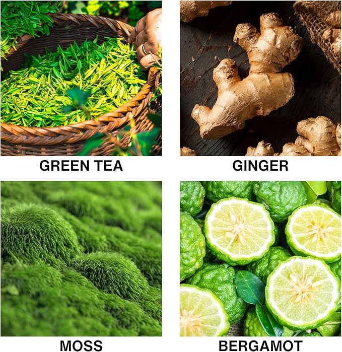 Spice Odyssey Luxury Reed Diffuser – Green Tea, Ginger, Moss & Bergamot Scent – Long Lasting Diffusers for Home, Crafted by Expert Perfumers – 50ml