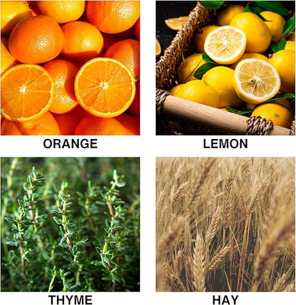 Citrus Meadow Luxury Reed Diffuser – Long Lasting Aroma with Orange, Lemon, Thyme & Hay – Essential Oil Diffusers for Home – Crafted by Expert Perfumers – 150ml