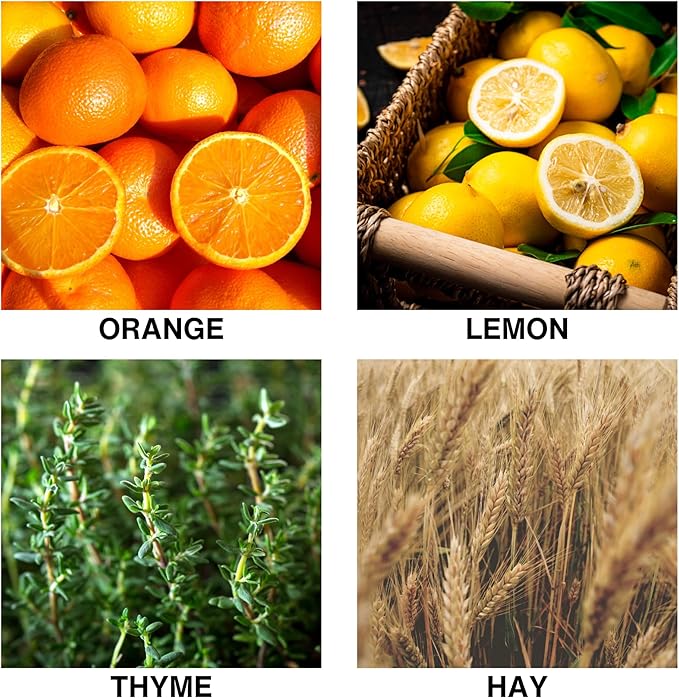 Luxury Reed Diffuser – Citrus Meadow Scent with Orange, Lemon, Thyme & Hay – Long-Lasting Diffusers for Home, Premium Essential Oils for Bedroom, Bathroom & Office